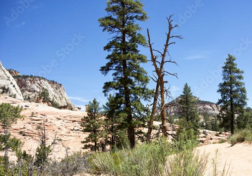 Zion National Park Scene
