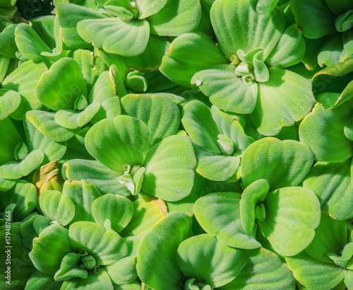 close up green water lettuce background (Pistia stratiotes) © lamyai