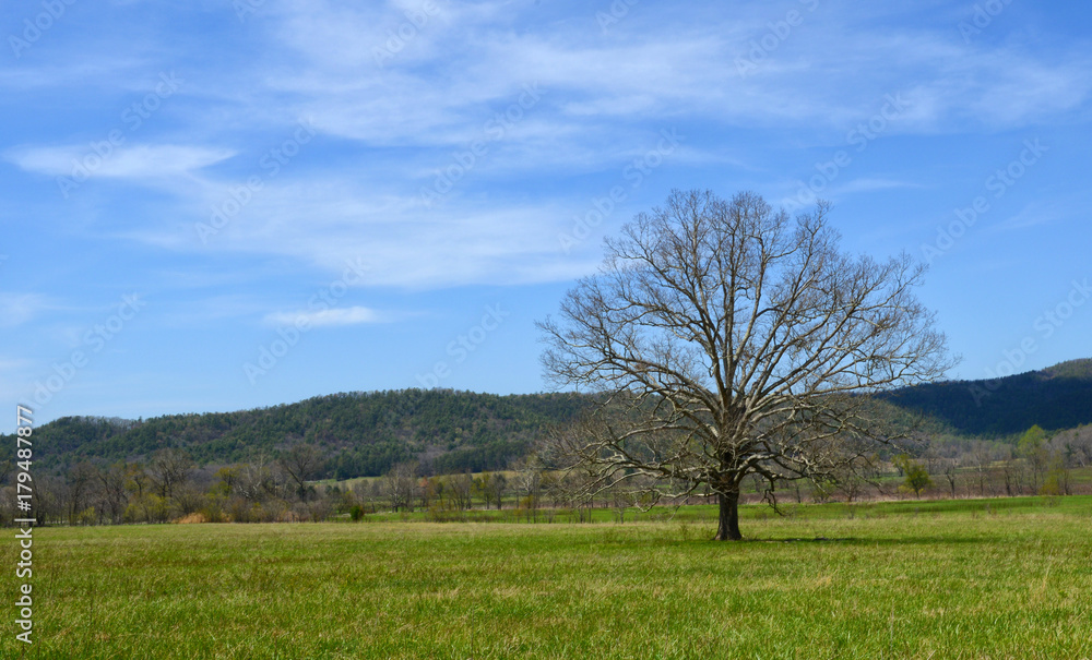 Cades Cove Scene