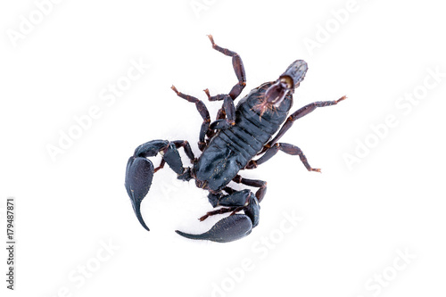 top view, scorpion on white background. Giant forest scorpion species found in tropical and subtropical areas in Asia.