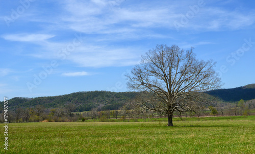Cades Cove Scene