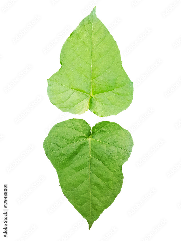 Bright green leaves six pointed isolate on white background , clipping path Bright green leaves six pointed isolate on white background , clipping path