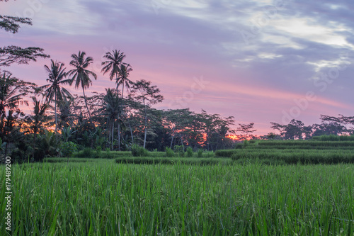 Rice terrace - rice field in Bali Indonesia - sunset photo