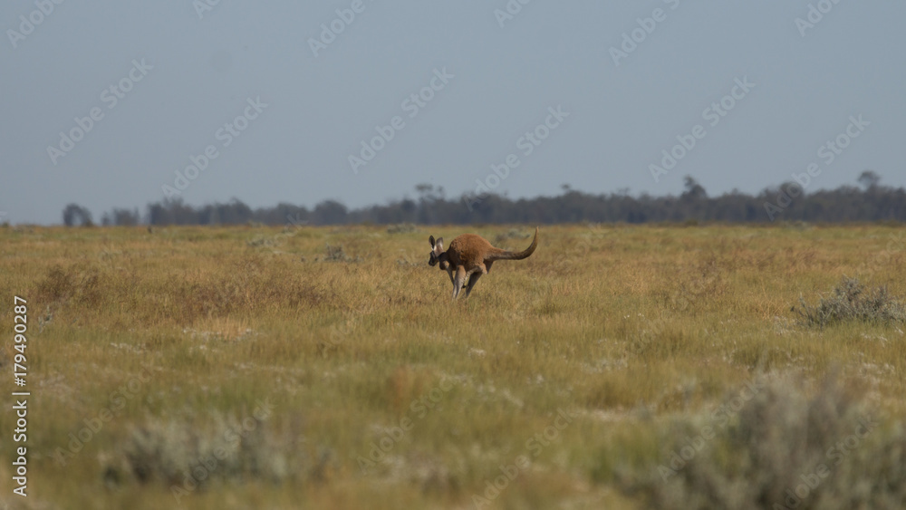 Fototapeta premium Western Red Kangaroo.
