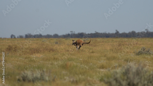 Western Red Kangaroo.