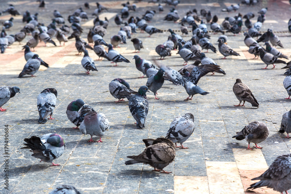 Fototapeta premium A lot of doves