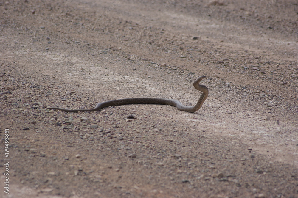Fototapeta premium King Brown Snake
