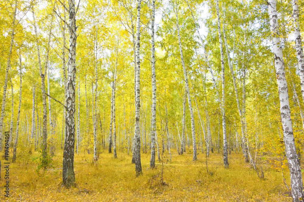 Obraz premium birch forest