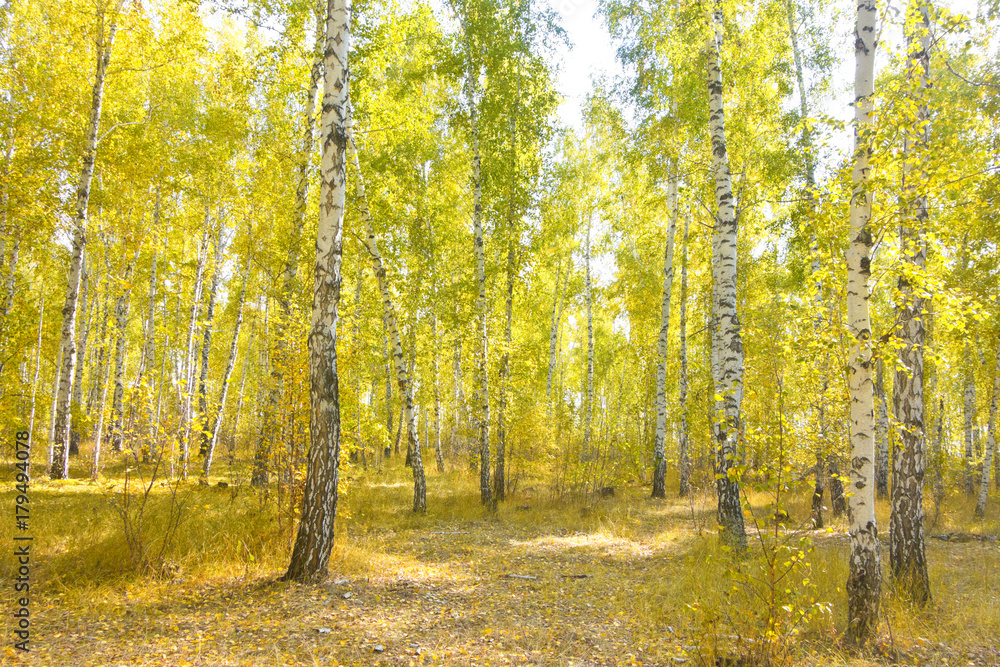 Fototapeta premium birch forest