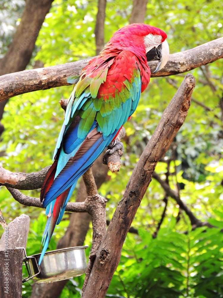 Fototapeta premium Guacamaya