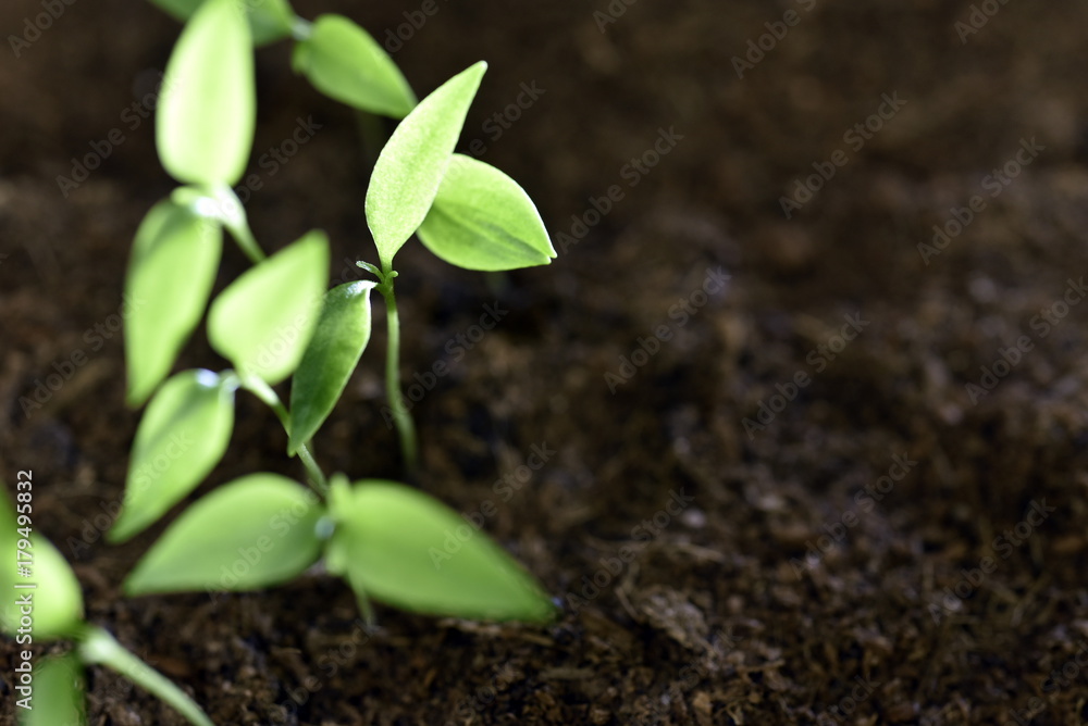 Close-up of green seedling growing plant out of soil Close-up of green seedling growing plant out of soil