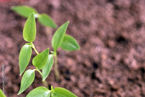 Close-up of green seedling growing plant out of soil