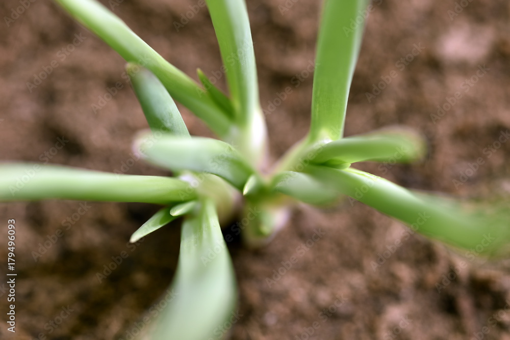 Close-up of green seedling growing plant out of soil Close-up of green seedling growing plant out of soil