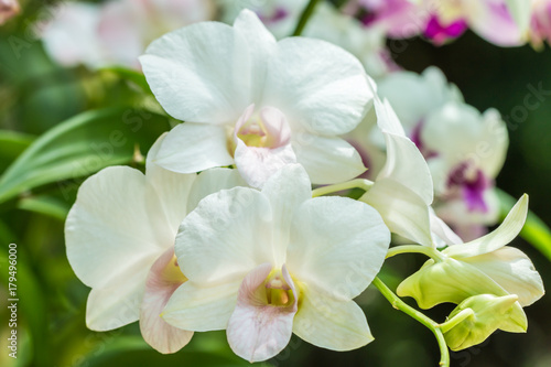 White orchids, Dendrobium.