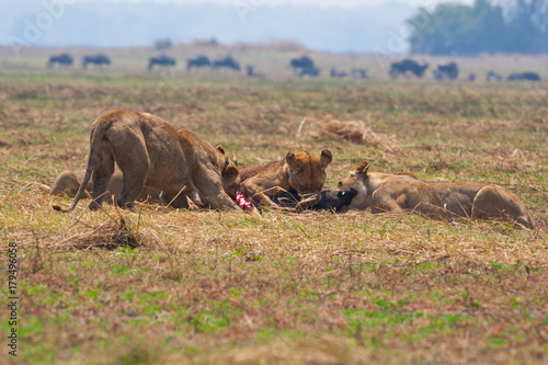 leonesso dopo la caccia nella savana in Zambia © macs
