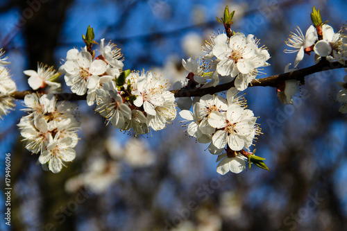 Detail of blossom apricot tree