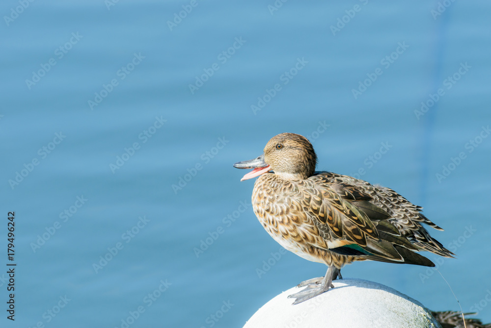 Obraz premium クチバシを開けるコガモ(メス)