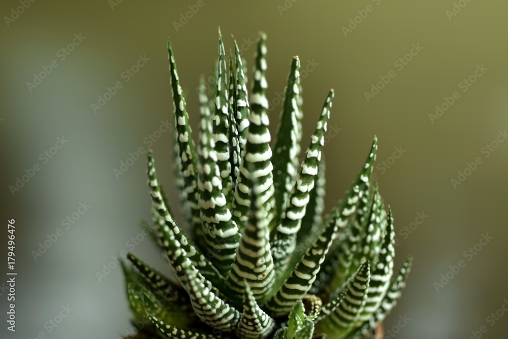 Close-up Haworthia Fasciata at home Close-up Haworthia Fasciata at home