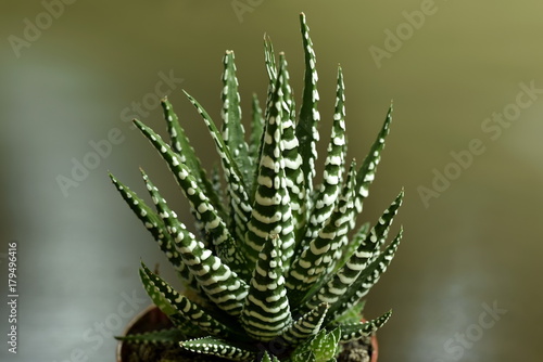 Close-up Haworthia Fasciata at home