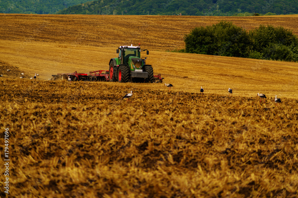 Fototapeta premium Harvesting wheat tractor