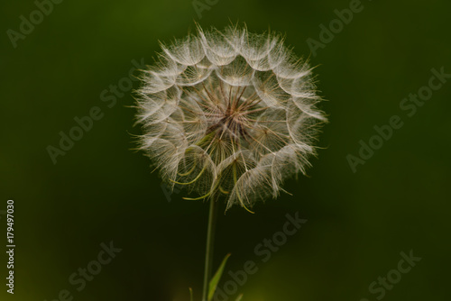 Fototapeta Naklejka Na Ścianę i Meble -  dandelion