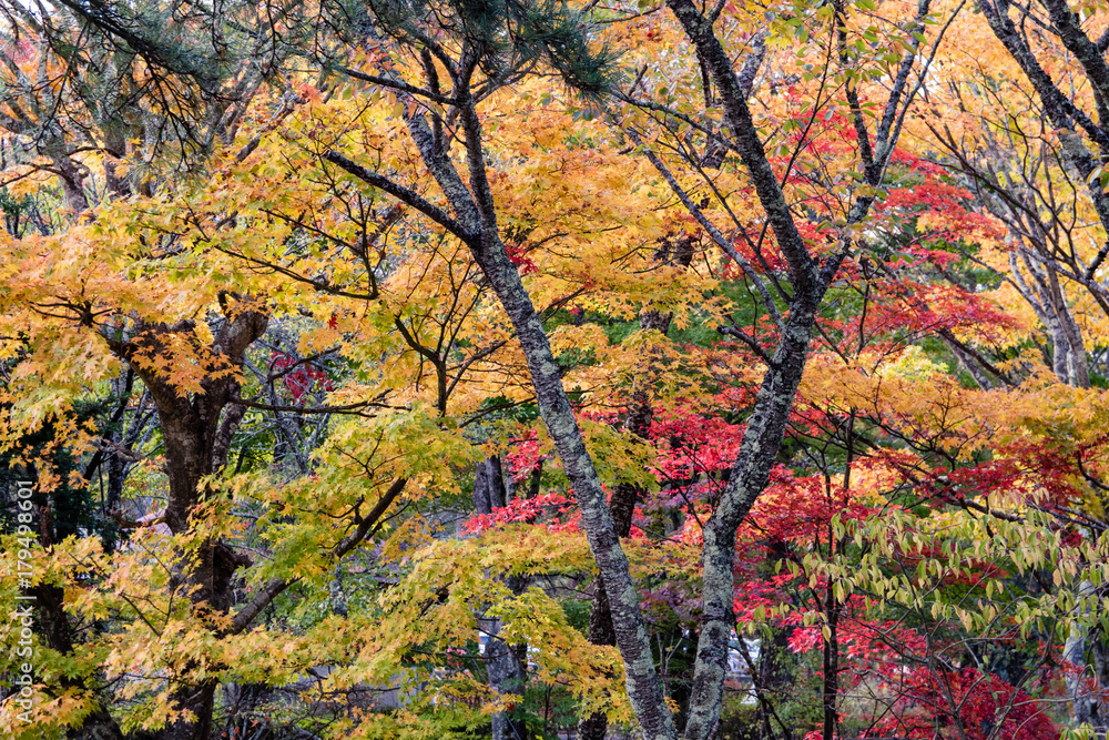 紅葉の景色