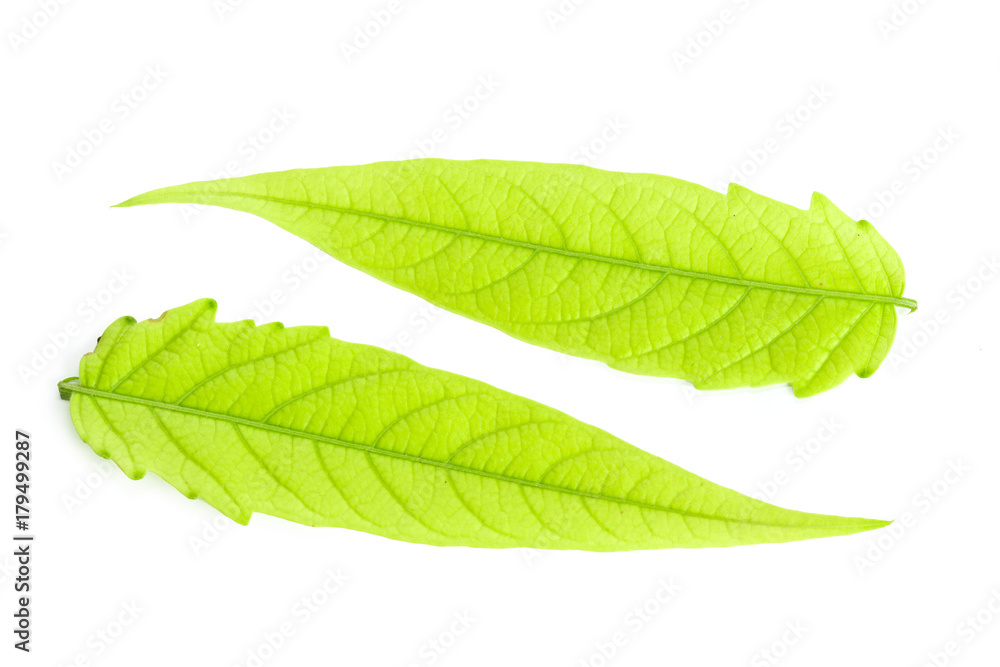 Obraz premium Green leaf isolated on white background