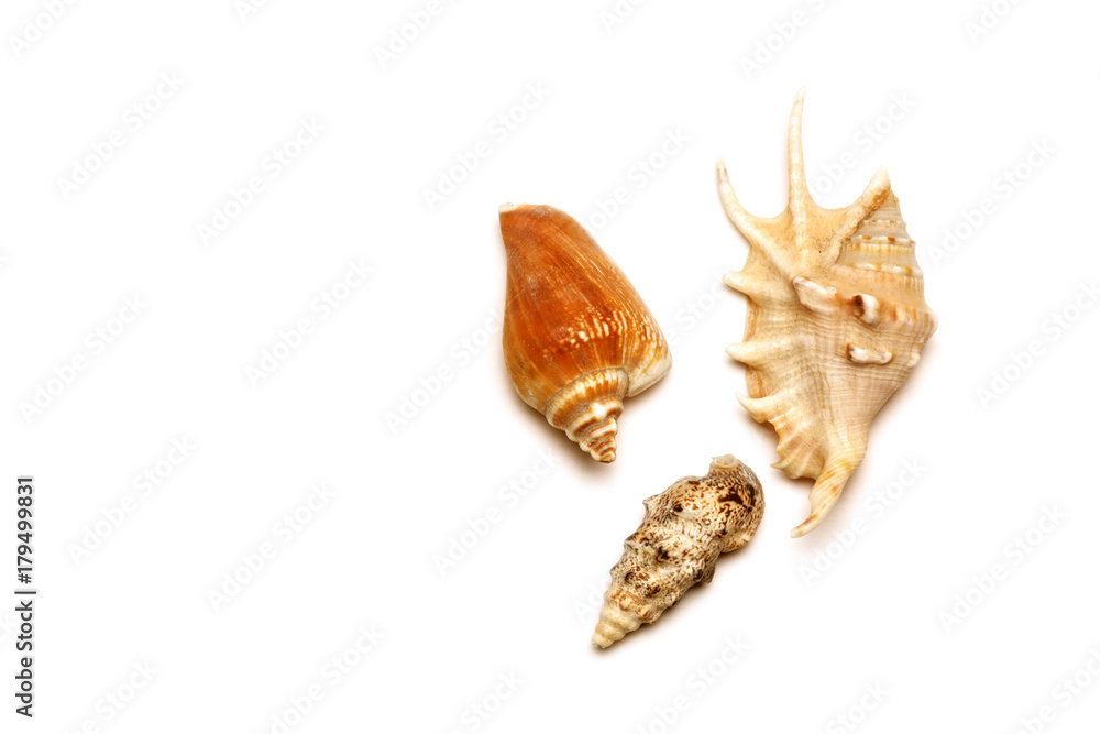 Sea shell with white background