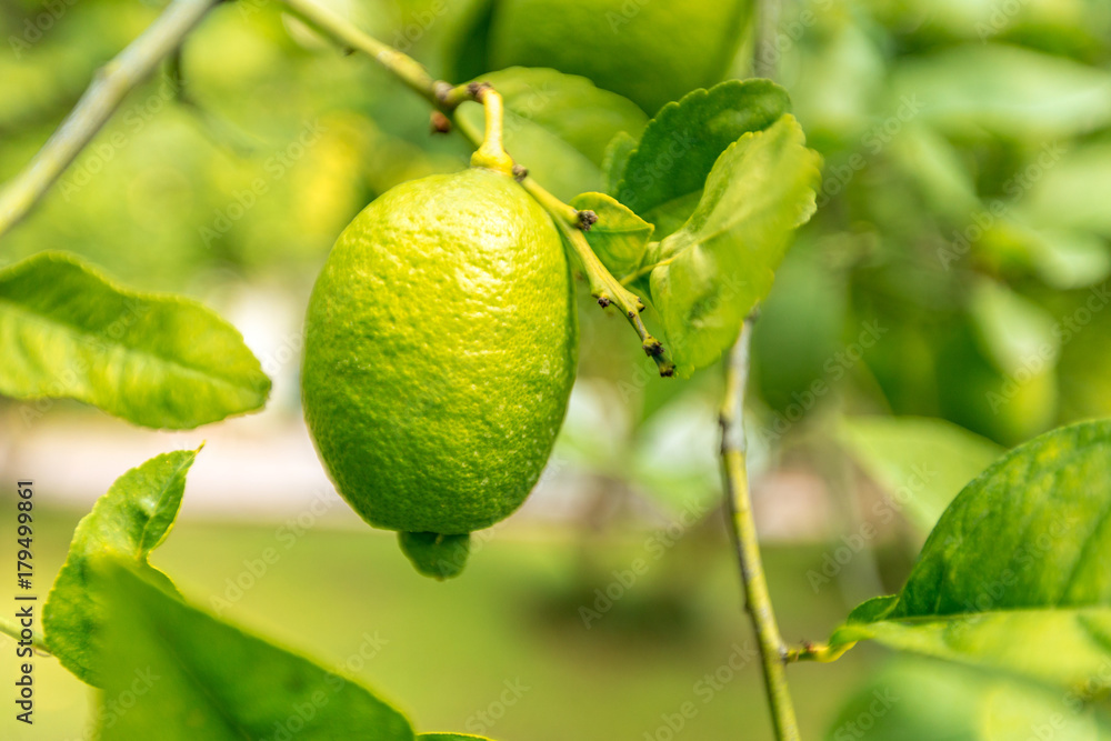 closeup of lemon on a tree