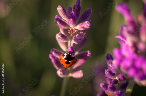 Ladybug on the lavender flower Sunny Day, Coccinella septempunctata photo