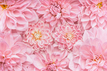 Pastel pink flowers background, top view, Layout  or greeting card for Mothers day, wedding or happy event