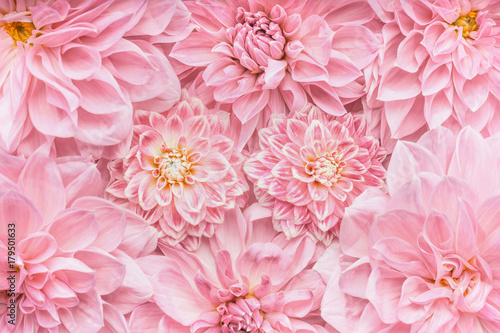 Fototapeta Pastel pink flowers background, top view, Layout  or greeting card for Mothers d