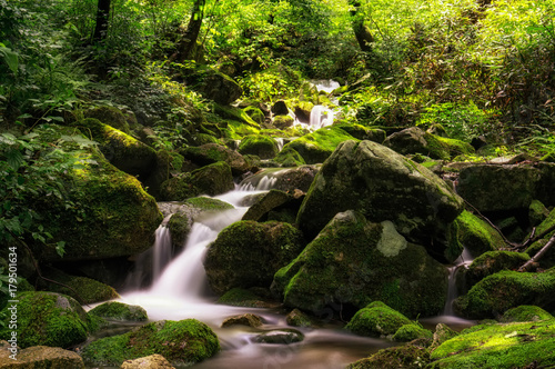 lush mossy creek