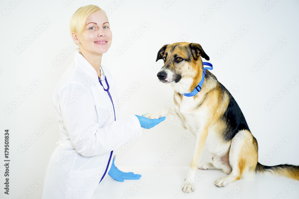 Dog at a vet