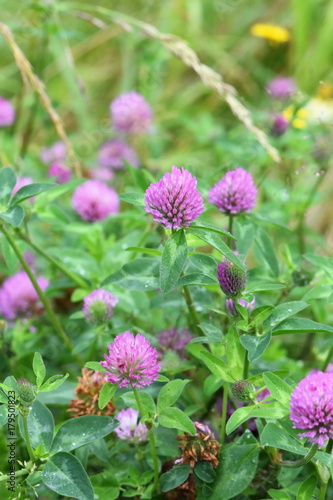 Red clover Trifoilum pratense growing in a field