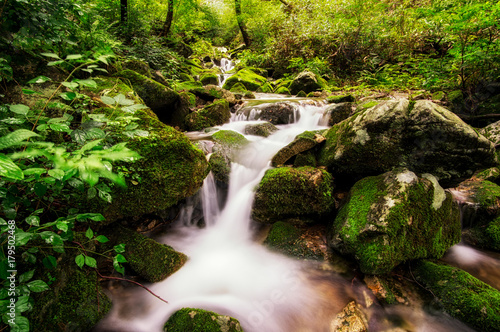 lush mossy creek