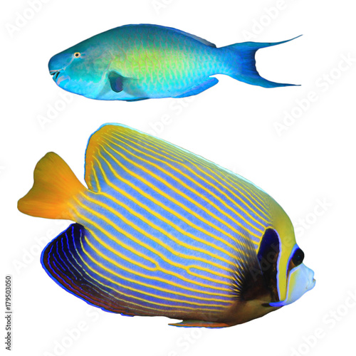 Tropical fish isolated. Rusty Parrotfish and Emperor Angelfish on white background