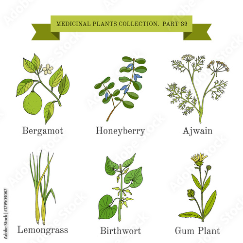 Vintage collection of medical herbs and plants