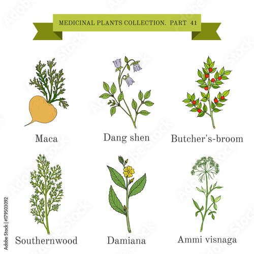 Obraz na plátně Vintage collection of medical herbs and plants