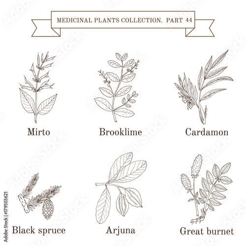 Vintage collection of medical herbs and plants