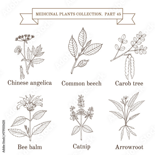 Vintage collection of medical herbs and plants