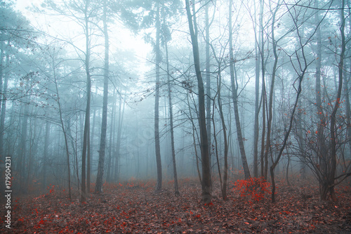 autumn forest on misty morning,