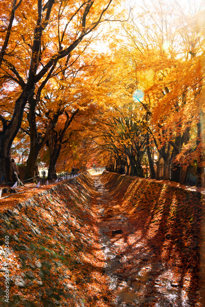 The Beautiful Autumn Color Of Japan Maple Leaves In Maple Corridor Momiji Kairo At Autumn Season Kawaguchiko Fujiyoshida Yamanashi Japan Stock Photo Adobe Stock