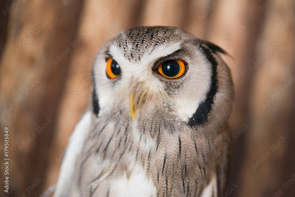 Fototapeta premium Close up eye of White faced scops owl with wooden background