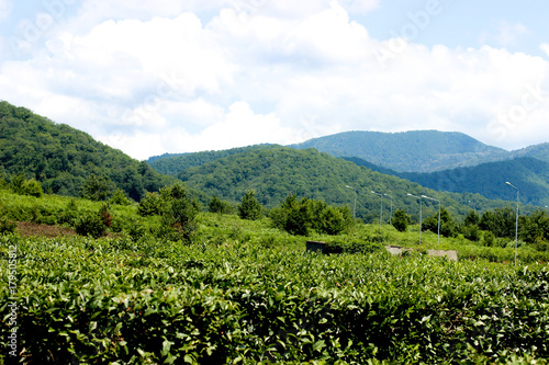 tea plantation, green landscape, nature summer, field and mountains