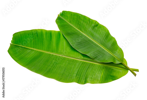 Banana leaf Wet isolated on white background. File contains a clipping path.