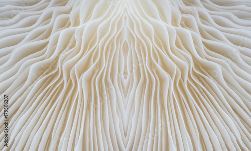 abstract background macro image of Sajor-caju mushroom. photo
