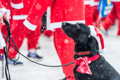 Black dog dressed up as santa participates in charity event Stockholm Santa Run in Sweden