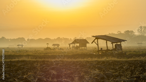 asian rice fields and farmer hut in winter as sunrise, cultivation in the Thailand country.