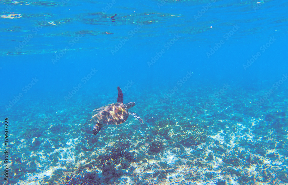 Green sea turtle in shallow seawater. Tropical nature of exotic island.